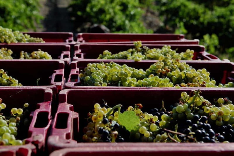 Beziers: Eco Wine Tasting at Sarabande Wines Off-Grid Winery - The Sum Up  