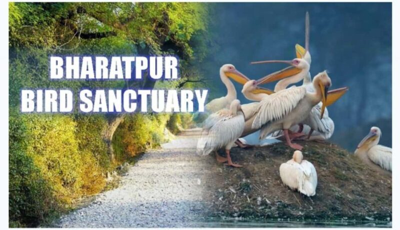 Bharatpur Bird Sanctuary Tour with Pickup and Drop - Exploring Bharatpur Bird Sanctuary: What to Expect