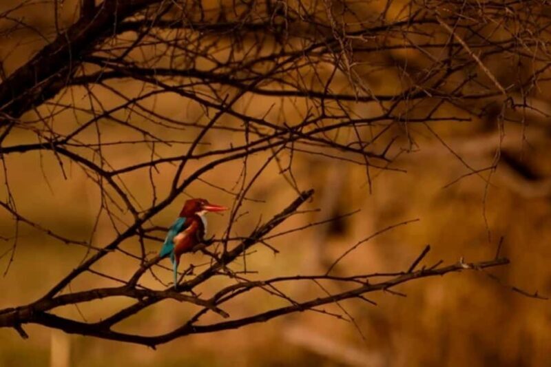 Bharatpur Bird Sanctuary Tour with Pickup and Drop - Practical Details to Keep in Mind