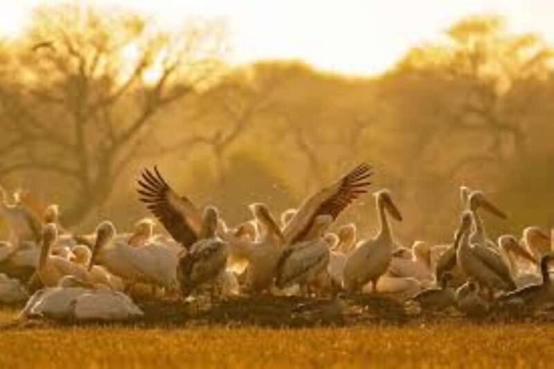 Bharatpur Bird Sanctuary Tour with Pickup and Drop - The Lowdown