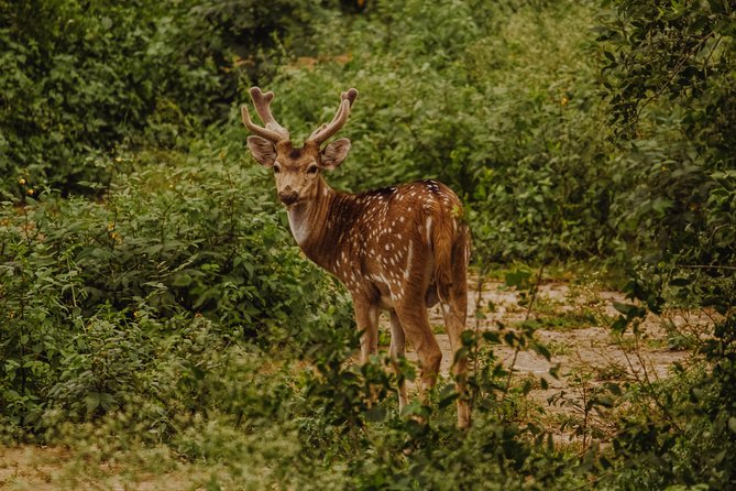 Bharatpur Bird Watching & Wildlife From Delhi - Overview of Bharatpur Bird Sanctuary