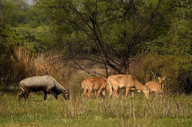 Bharatpur Bird Watching & Wildlife From Delhi - Best Time to Visit Bharatpur
