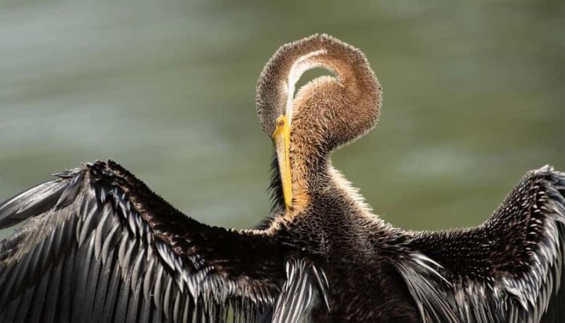 Bharatpur: Keoladeo National Park Guided Tour with Pickup - What Makes This Tour Stand Out?