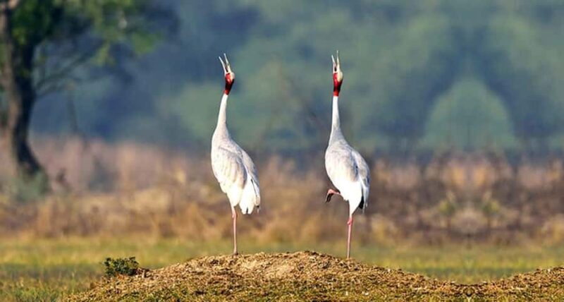 Bharatpur: Keoladeo National Park Guided Tour with Pickup - FAQ