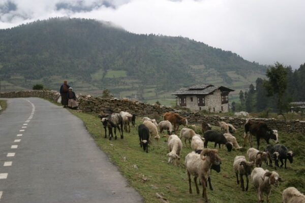 Bhutan: 15 Day Best of Bhutan - Gangtey & Thimphu