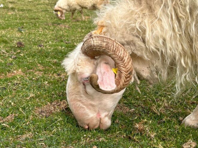 Biarritz: Full-Day Trip Into the Basque Countrys Inland - Important Information