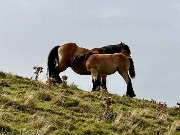 Biarritz: Full-Day Trip Into the Basque Countrys Inland - The Sum Up