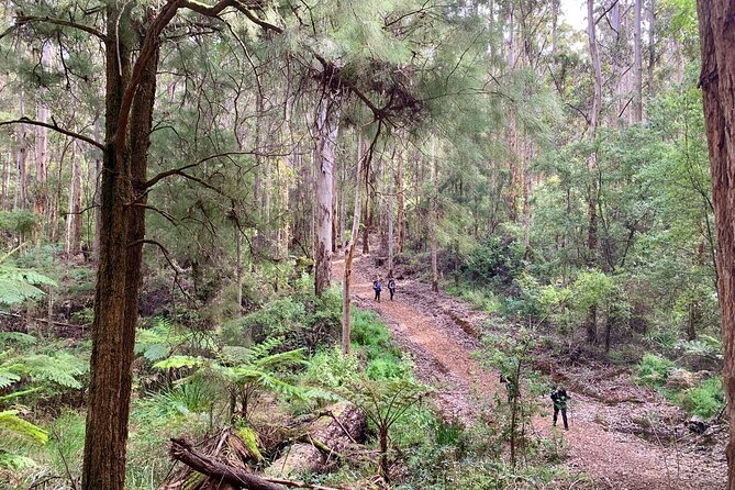 Bibbulmun Multi-Day Hike & Camp Pemberton – Northcliffe - The Sum Up