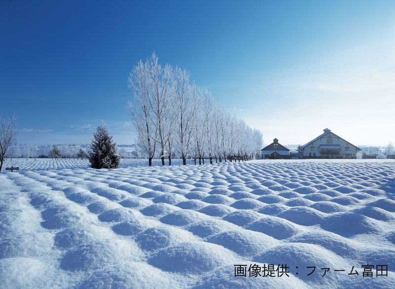 Biei, Furano Lavender, Ningle Terrace & Melon Buffet Bus Tour - A winter day from Sapporo to Biei and Furano