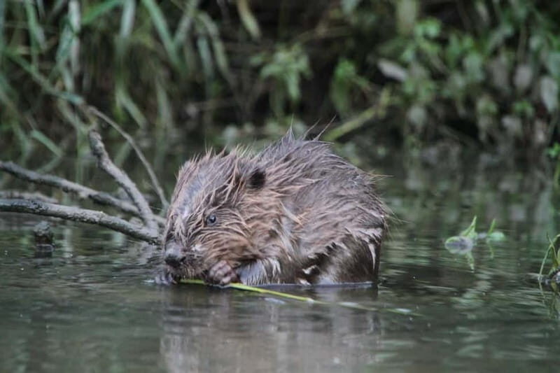 Biesbosch: Kayak Rental with Route Map and Life Jacket - FAQs