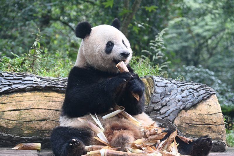Bifengxia Private Full-Day Tour with Pandas - At a glance