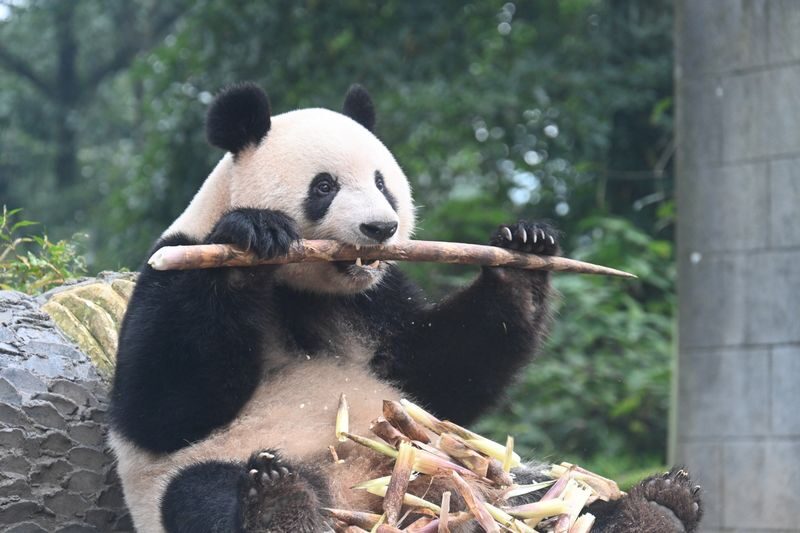 Bifengxia Private Full-Day Tour with Pandas - A panda day with a scenic-area setting