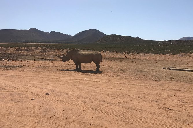 Big 5 African Safari Near Cape Town - Safari Pricing and Guarantee