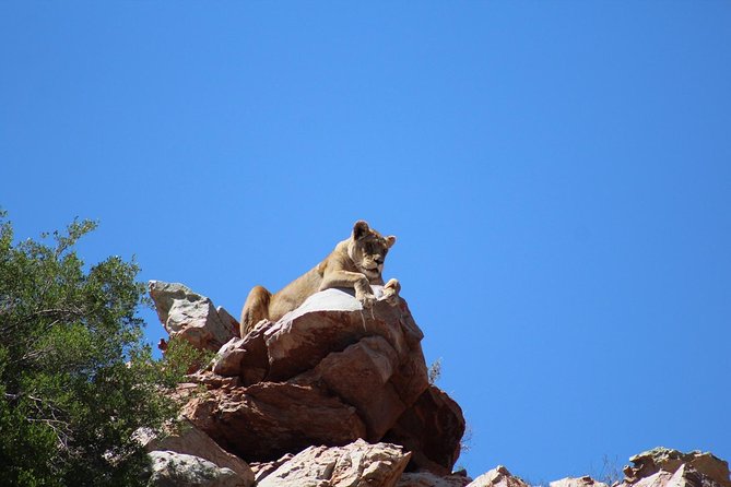 Big 5 African Safari Near Cape Town - Booking and Availability