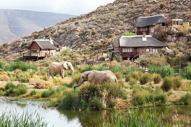 Big 5 Aquila Safari Half Day Tour and Wine Tasting - Itinerary Highlights