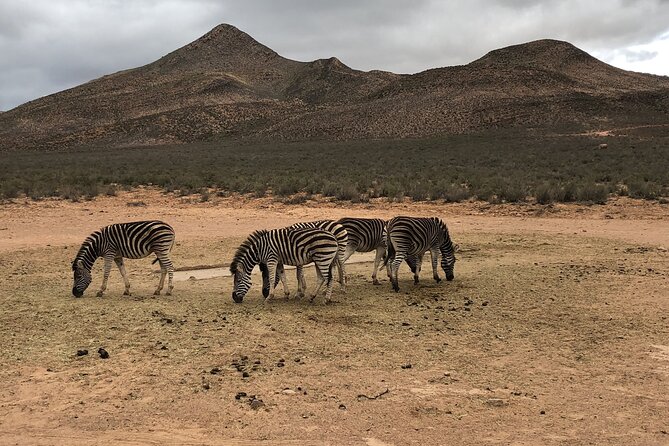 Big 5 Aquila Safari Half Day Tour and Wine Tasting - Additional Details