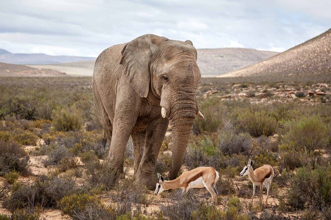 Big 5 Aquila Safari Half Day Tour and Wine Tasting - Price and Booking