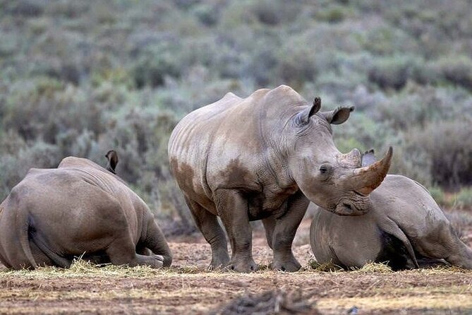 Big 5 Aquila Safari Half Day Tour and Wine Tasting - Frequently Asked Questions
