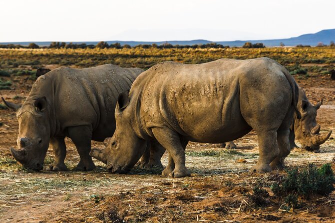 Big 5 Aquila Safari Private Transfer With Park Fee From Cape Town - Overview of the Big 5 Aquila Safari