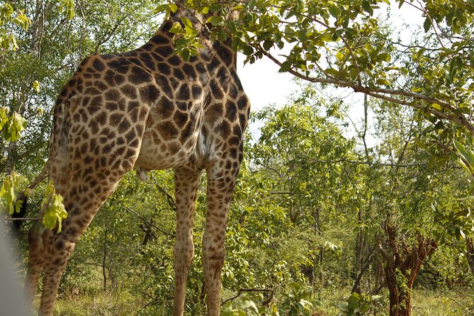 BIG 5 Kruger 4 Day Safari From Johannesburg - Booking Information