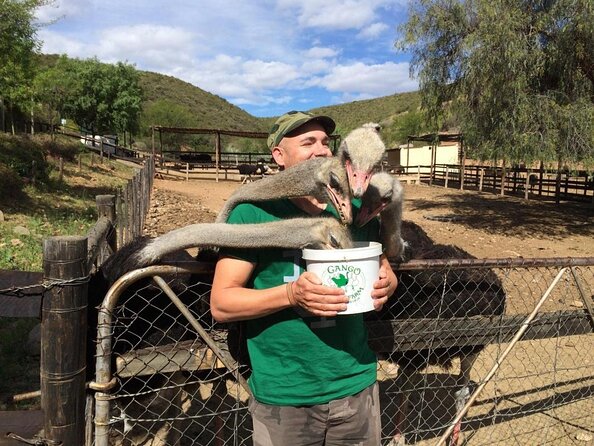 Big 5 Safari and Route 62 From Cape Town 3 Days/2nights ( Comfort Plus) - Tour Overview and Highlights