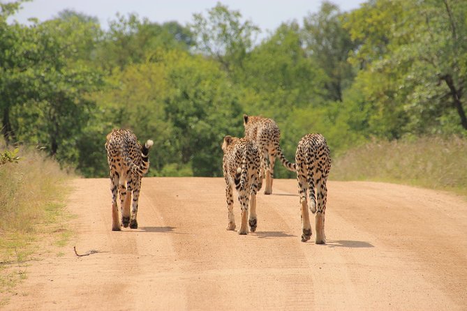 Big 5 Safari and Route 62 From Cape Town 3 Days/2nights ( Comfort Plus) - Reviews and Ratings