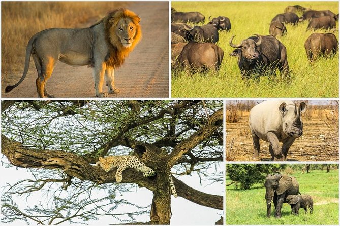 Big 5 Safari Experience at Pilanesberg National Park - Inclusions and Logistics