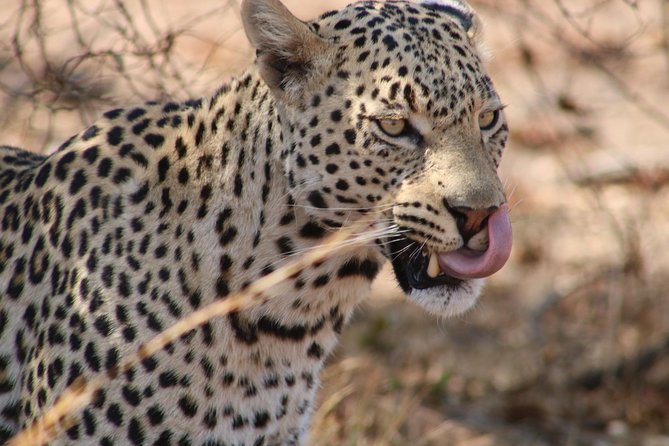 Big 5 Safari Experience at Pilanesberg National Park - Reviews and Ratings