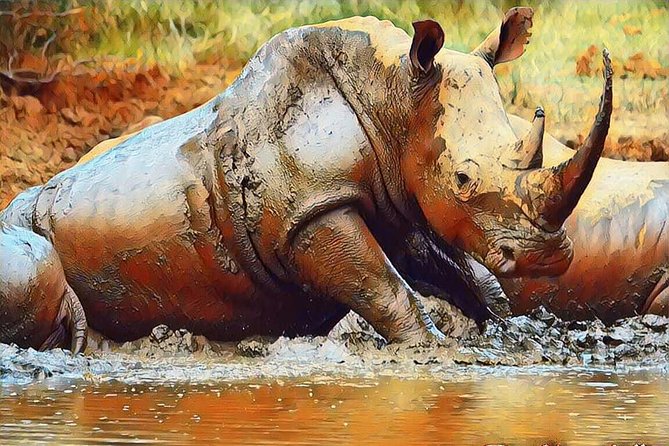 Big 5 Safari Experience at Pilanesberg National Park - Common Questions
