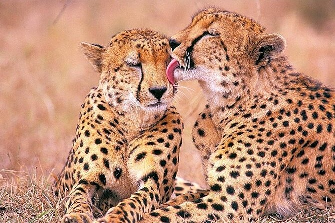 Big 5 Safari, Whale Watching, Robben Island and Table Mountain in 3-Days. - Itinerary Overview