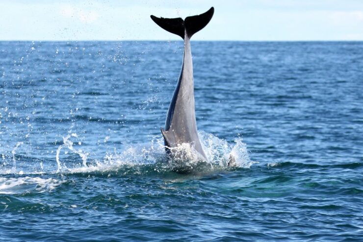 Big 5 Sea Safari Boat Ride of Gansbaai or Walker Bay - Tour Pricing and Duration