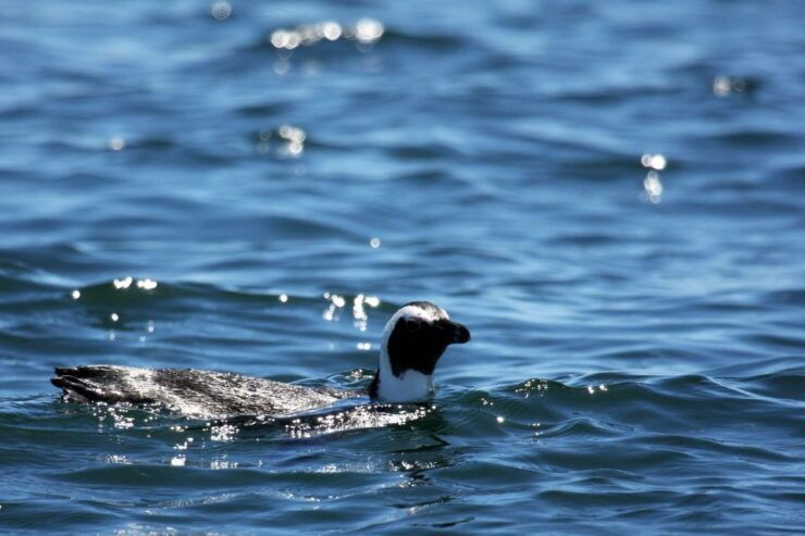 Big 5 Sea Safari Boat Ride of Gansbaai or Walker Bay - Language and Accessibility Information