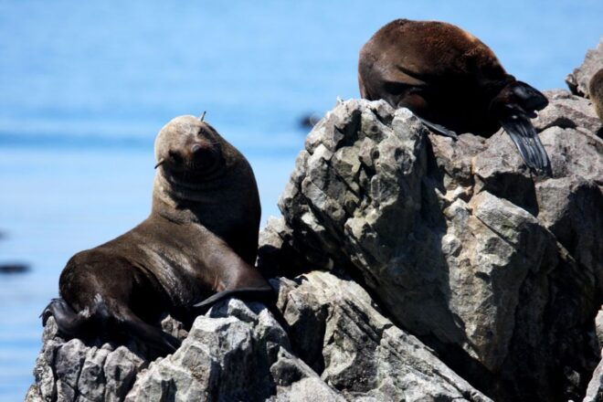 Big 5 Sea Safari Boat Ride of Gansbaai or Walker Bay - Activity Description Highlights