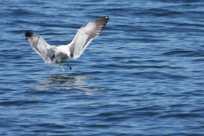 Big 5 Sea Safari Boat Ride of Gansbaai or Walker Bay - Inclusions and Meeting Point Details
