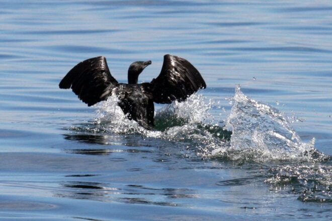 Big 5 Sea Safari Boat Ride of Gansbaai or Walker Bay - The Sum Up