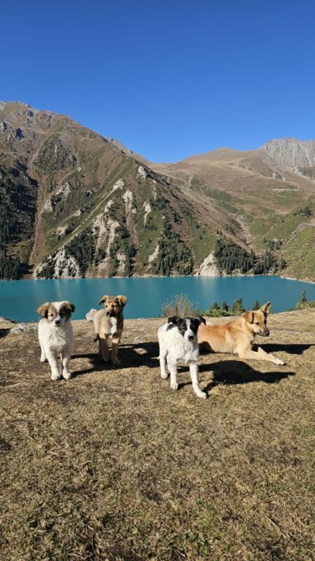 Big Almaty Lake & Alma-Arasan Half-day Mountain Tour - Should you book it?