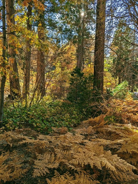 Big Bear: Family-Friendly Nature Walk W Hot Chocolate - Meeting Information