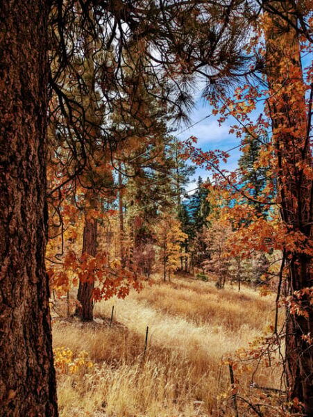 Big Bear: Family-Friendly Nature Walk W Hot Chocolate - Learning About History