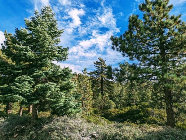 Big Bear: Family-Friendly Nature Walk W Hot Chocolate - Engaging Childrens Interests