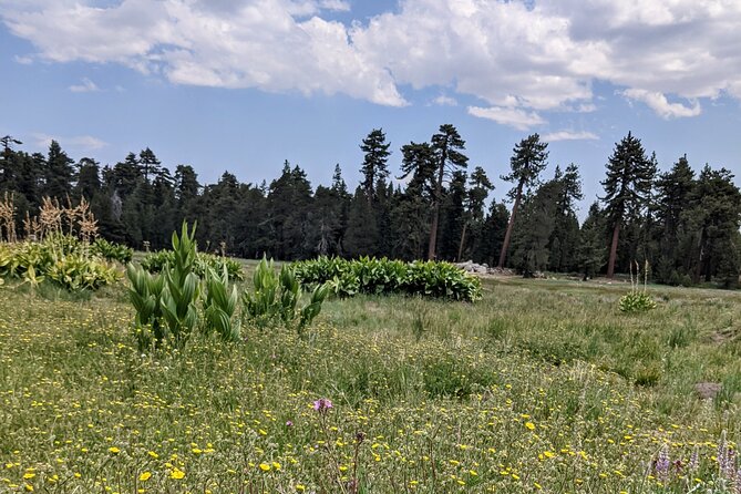 Big Bear Jeep Off-Road Tour With Hike to Bluff Lake Reserve - Traveler Photos and Reviews