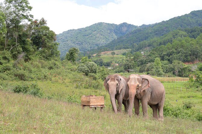 Big Boy Elephant Sanctuary and Bamboo Rafting Experience - FAQs