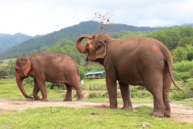 Big Boy Elephant Sanctuary and Bamboo Rafting Experience - Big Boy Elephant Sanctuary and Bamboo Rafting Experience: An Honest Look