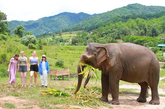 Big Boy Elephant Sanctuary and Bamboo Rafting Experience - Good To Know