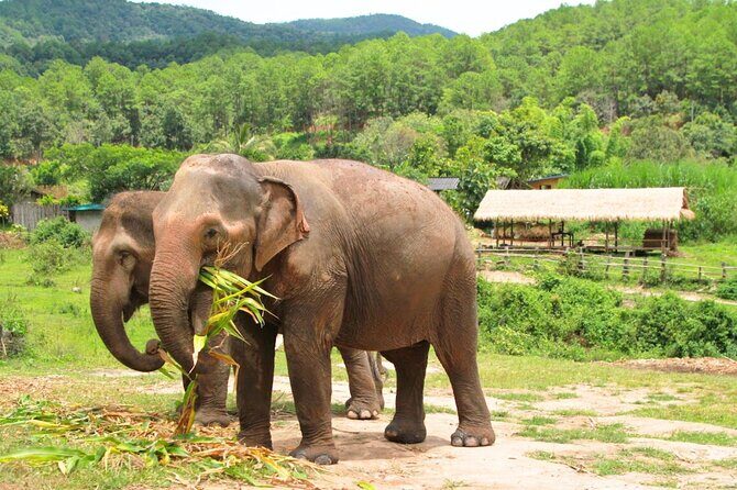 Big Boy Elephant Sanctuary and Bamboo Rafting Experience - FAQs