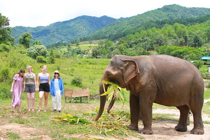 Big Boy Elephant Sanctuary Half Day Tour + Pad Thai Cooking Class - Final Thoughts