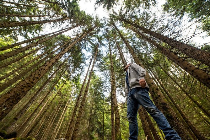 Big Bus San Francisco Muir Woods and Alcatraz Island Combo - Pricing and Guarantee