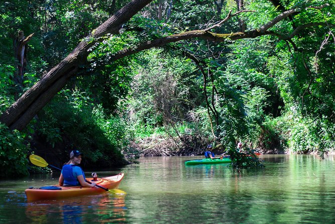 Big Creek Kayak Tour - Experience the Lush Greenery and Marshes