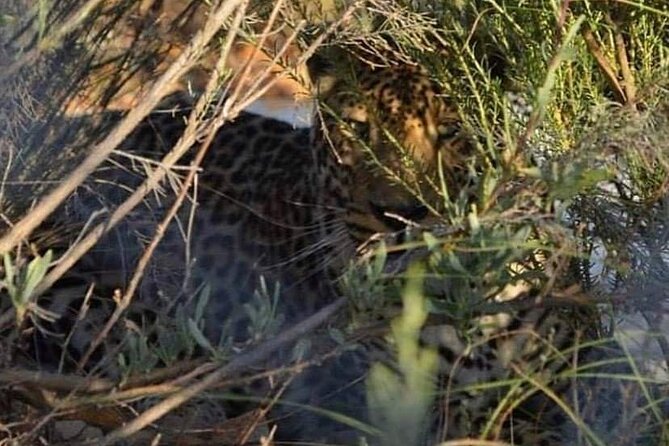 Big Five Safari Experience Near Cape Town ,South Africa - Safari Experience Details