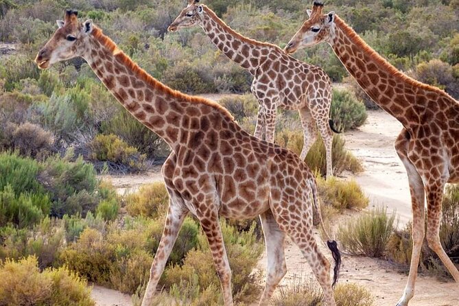 Big Five Safari Experience Near Cape Town ,South Africa - Meeting Point and Pickup Details