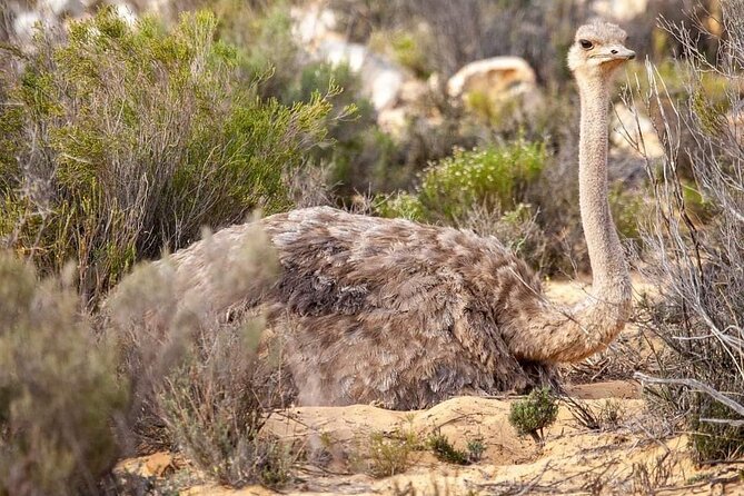 Big Five Safari Experience Near Cape Town ,South Africa - Common Questions